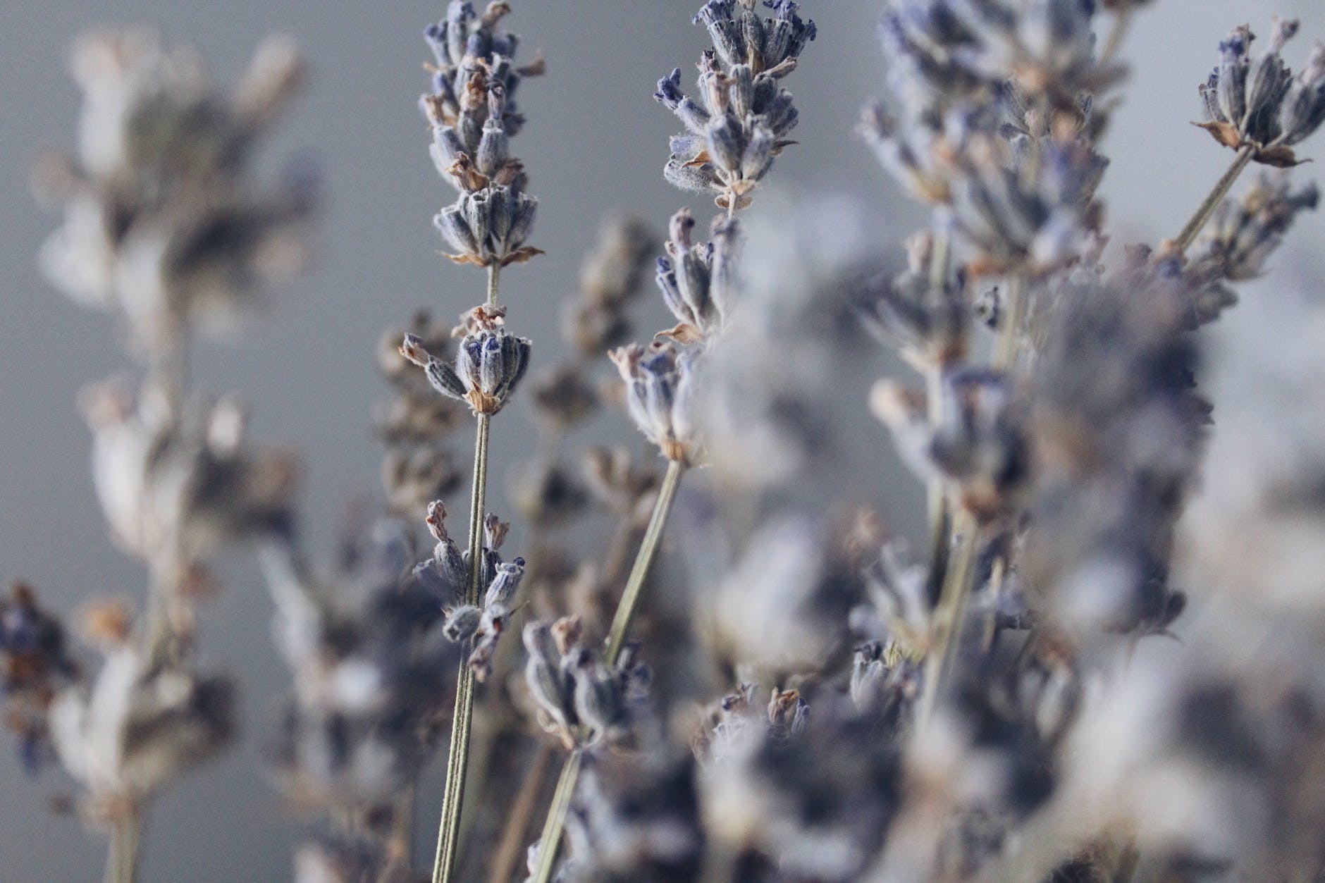 close up photography of lavender